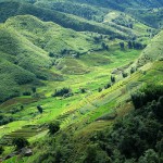 reis-vietnam-sapa-hillside-vietnam