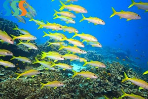 School of Yellowfin goatfish