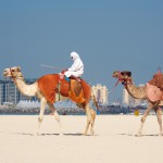 Camels on Jumeirah Beach, Dubai